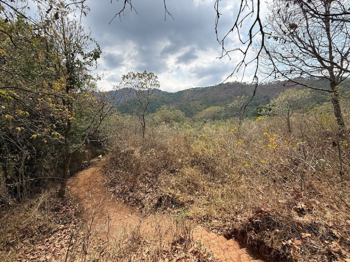 lote iii en la paloma