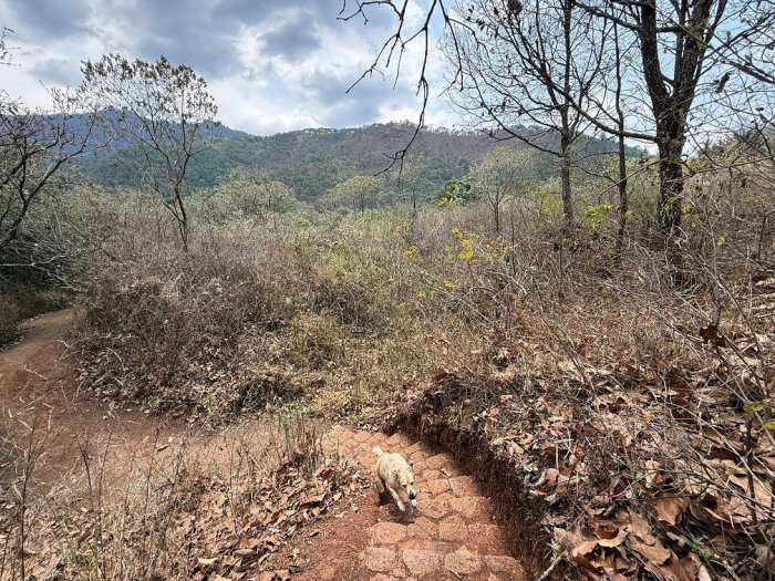 lote iii en la paloma