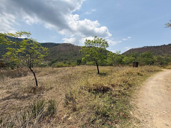 lote iii en la paloma