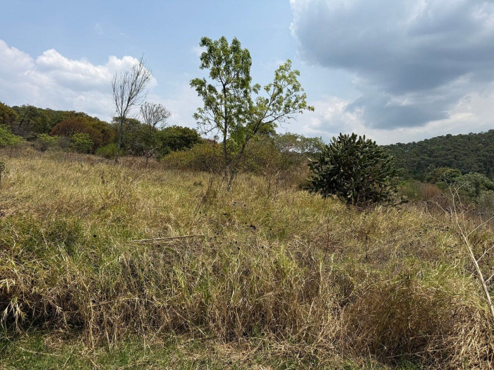 lote iii en la paloma
