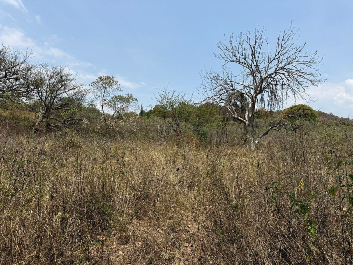 lote iii en la paloma