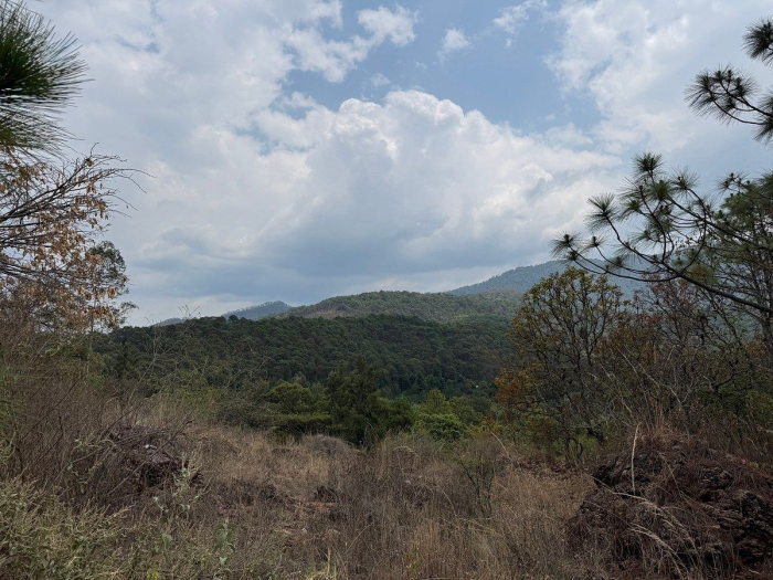 Lote IX la Paloma
