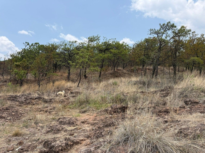 Lote IX la Paloma