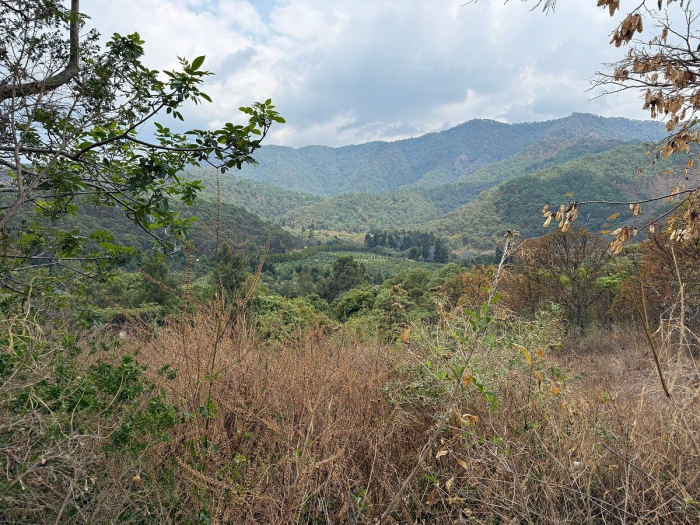 Lote IX la Paloma