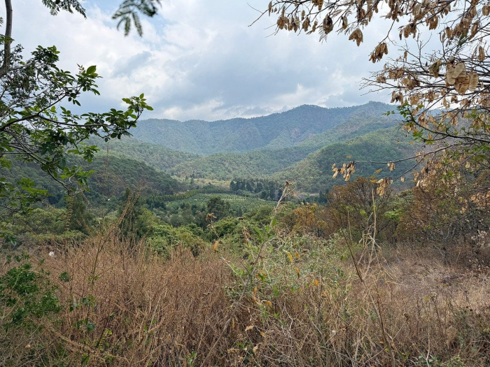 Lote IX la Paloma