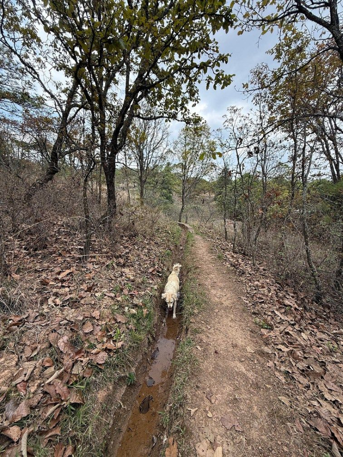 Lote IX la Paloma