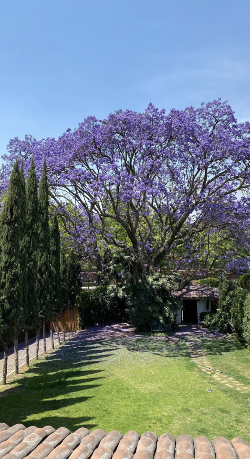 Casa En Renta En Lomas De Chapultepec