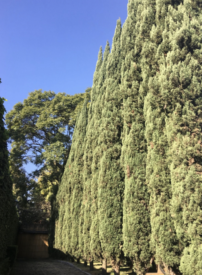 Casa En Renta En Lomas De Chapultepec