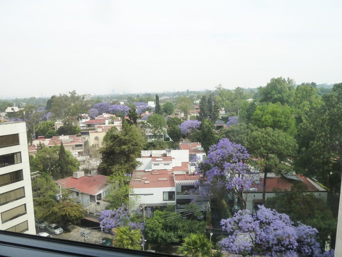 departamento en renta en las lomas de chapultepec
