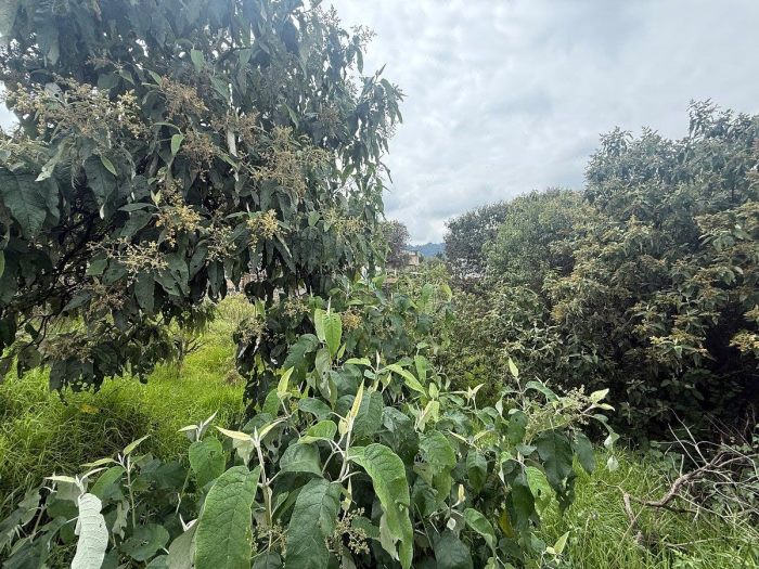 Terreno En VENTA San Miguel  Xicalco TLALPAN