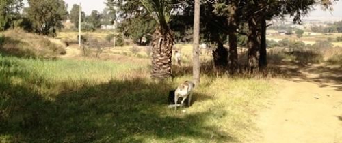 Terreno En VENTA En El Estado De Mexico, En Tlalmanalco